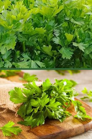 Сельдерей Обыкновенный листовой