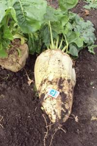 Кормовая свекла сорт Лада (1 килограмм)