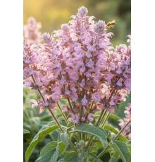 Шалфей мускатный Сюрприз