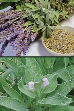 Шалфей овощной Целитель