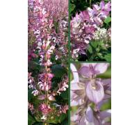 Шалфей мускатный Вкус грибов