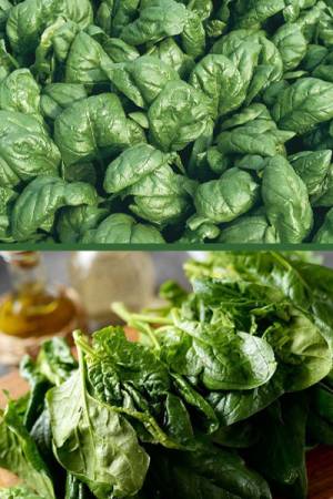 Шпинат Застольный