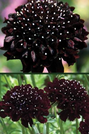 Скабиоза ЧЕРНОЕ МАНТО