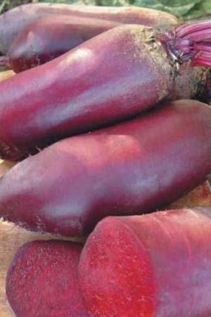 Свекла Атаман 2 гр