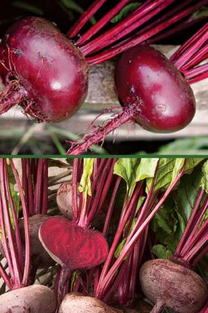 Свекла Египетская плоская 3 гр