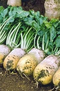 Свекла Урсус Поли кормовая (150 грамм)