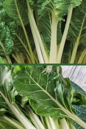 Мангольд Мираж свекла листовая