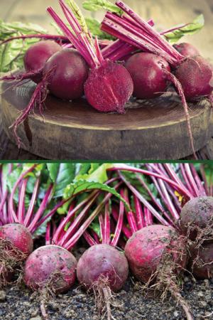 Свекла Слава