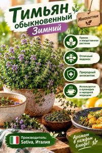 Тимьян обыкновенный Зимний