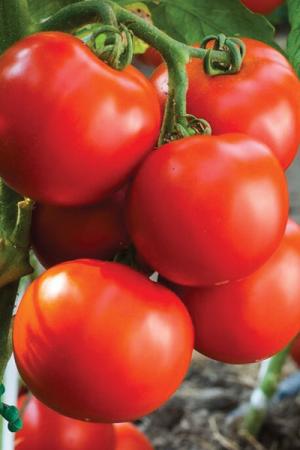 Томат Агеньчик F1