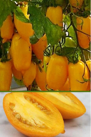 Томат Банан оранжевый