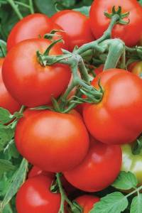 Томат Безрассадный