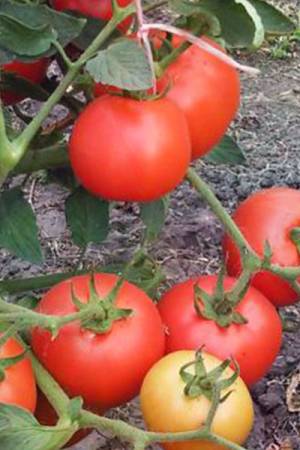 Томат Бобкат F1