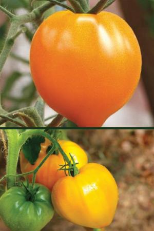 Томат Бычье сердце оранжевое