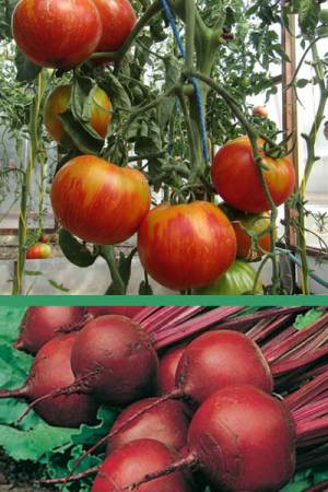 Томат Бычье сердце полосатое - 0.05 гр | Свекла Бордо - 3 гр