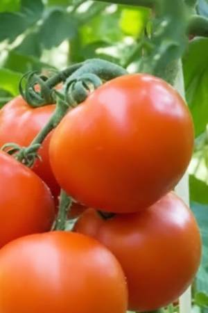 Томат Быстроспел-Скорострел