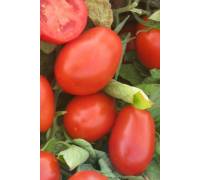 Томат Чибли F1