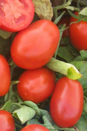 Томат Чибли F1