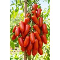 Томат Чудо лентяя