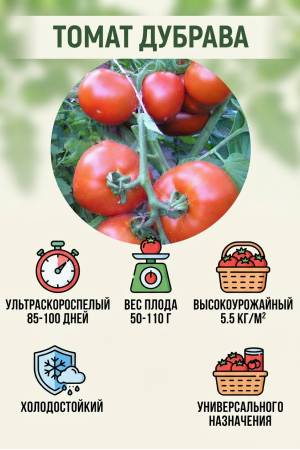 Томат Дубрава 0.03 гр