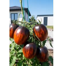 Томат Гаргамель