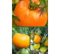 Томат Хурма