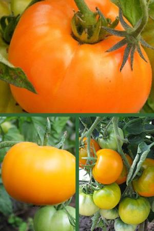 Томат Хурма