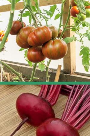 Томат Кабан - 0.05 гр | Свекла Египетская плоская - 2 гр