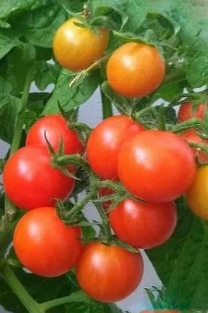 Томат Красная Шапочка (Роткэппхен)