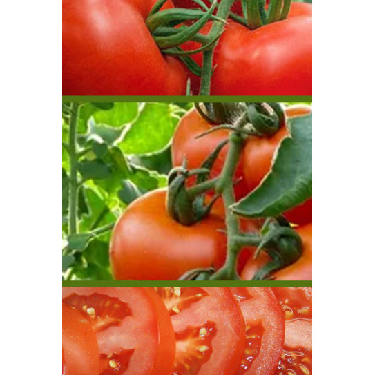 Купить семена томата Лежебок F1 с доставкой по почте в интернет магазинеAgrosemena.by