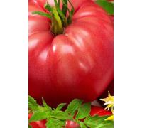 Томат Малиновый гигант