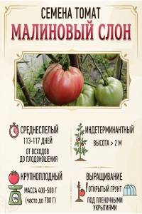 Томат Малиновый слон