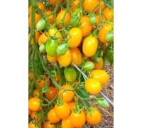 Томат Медовая гроздь