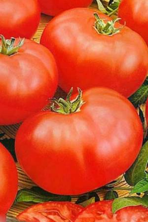 Томат Мирсини F1