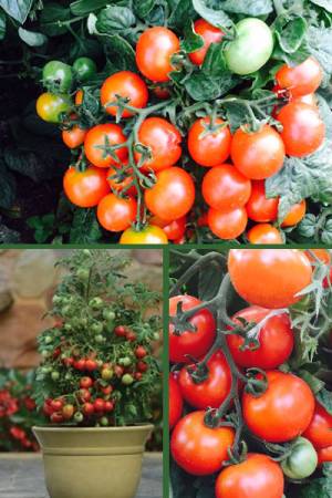 Томат Непасынкующийся комнатный