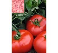 Томат Непасынкующийся Гигантский