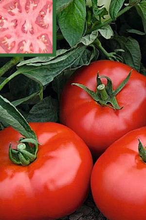 Томат Непасынкующийся Гигантский