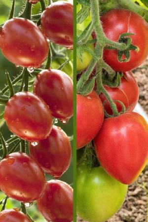 Томат Папенькина дочка F1