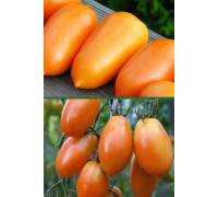Томат Перцевидный Оранжевый