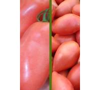 Томат Перцевидный розовый