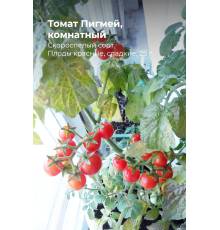 Томат Пигмей