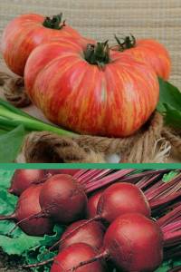 Томат Полосатые щечки 0.05 гр | Свекла Бордо - 3 гр