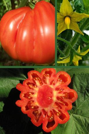 Томат Пузата хата