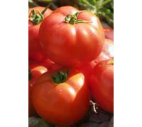 Томат Садин F1