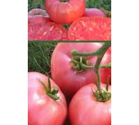 Томат Сахар малиновый