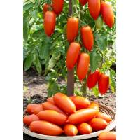 Томат Самкон 12 F1