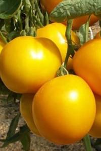 Томат Санька золотой