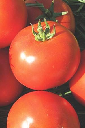 Томат Синдел F1