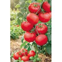 Томат Соседская зависть F1