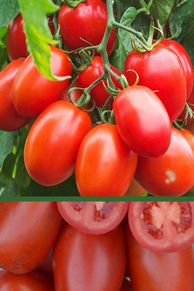 Купить семена помидоров Везувий F1 с доставкой по почте в интернет магазине  Agrosemena.by